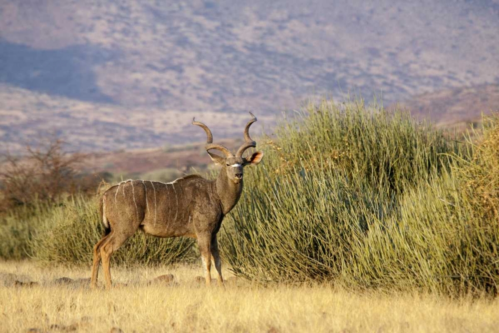 Greater kudu male, Palmwag Conservancy, Namibia